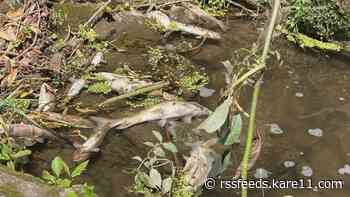 Runoff, warm temps and water conditions among likely causes of major fish kill