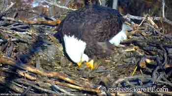 First egg of 2023 spotted on DNR EagleCam