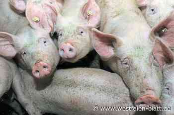 Stemwede: Schweine elendig in Ställen verhungert