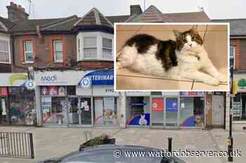Watford Medivet slammed after cat injured in grooming visit
