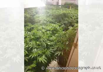 300 plant cannabis farm discovered by police in Accrington