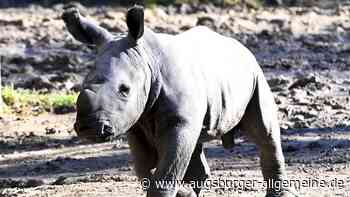 Erster Ausflug ins Freie: Nashornbaby im Augsburger Zoo zeigt sich den Besuchern