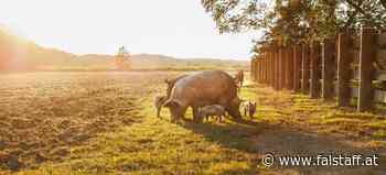 Saugute Vielfalt: Alte Schweinerassen feiern ihre Renaissance