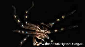 Expedition entdeckt unbekannte Spinnenarten in Australien