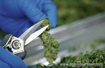 Cannabis bills move forward despite mixed signals from Green’s team