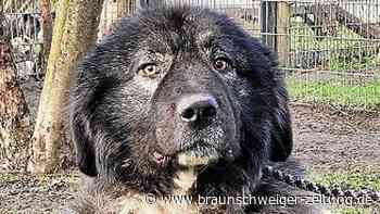 Peiner Fundtier: Donka ist verschmust
