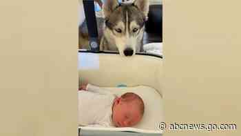 WATCH:  How to introduce your dog to your baby