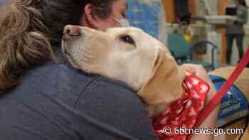WATCH:  Labradors deliver Valentine's Day cards at children's hospital