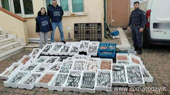Pesce deteriorato e senza tracciabilità in vendita al porto: sequestrati 260 chili