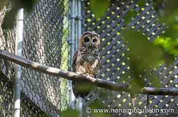 Northern spotted owl found injured near B.C. train tracks two months after release