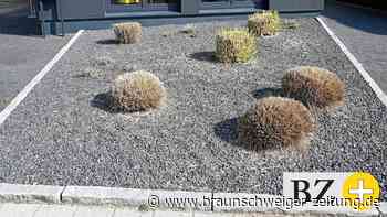 Helmstedts Kreis-Bauaufsicht nimmt Schottergärten ins Auge