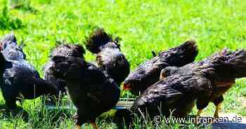 Dettelbach: Vogelgrippe bei Wildgans aufgetaucht - LGL bestätigt Fund