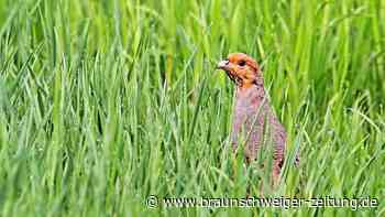Nabu-Station Aller/Oker sucht Rebhühner – und Erfasser