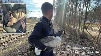 Gans „Schlotti“ vor dem Tod bewahrt: Münchner Bundespolizisten retten Federvieh