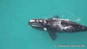Wale gefährdet: Sorge um Frühwarnsystem der Ozeane