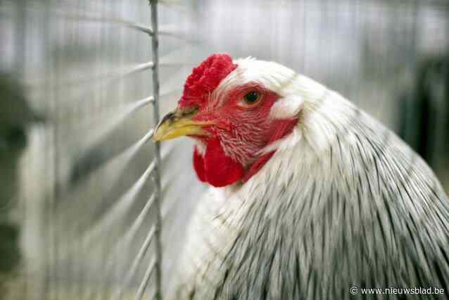 Vogelgriep vastgesteld bij kip van hobbyhouder in Massenhoven, maatregelen blijven beperkt tot site zelf