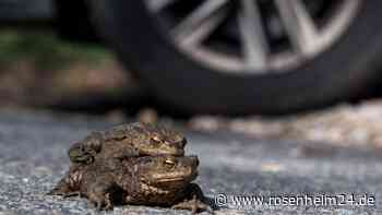 Kröten machen sich auf den Weg - Stiftung rät zu Vorsicht