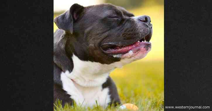 Animal Shelter Volunteer 'Steals' Dog on Death Row During Protest, Police Won't File Criminal Charges