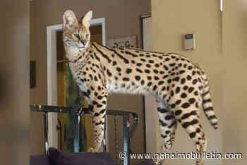 B.C. SPCA wants provincial ban on serval cats