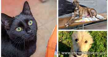 Newcastle Dog and Cat Shelter raise over £100,000 through their Warm Paws fundraising campaign