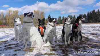 See how six families managed to reunite this litter of rescue pups years later