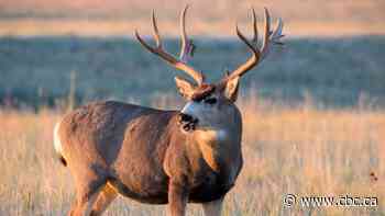 Alberta cabinet minister working with ethics commissioner on conflict of interest concerns