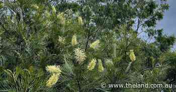 Filling the garden gaps | In Fiona's Garden