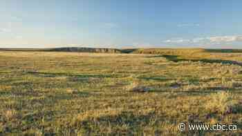 Sask. foundation holds reverse auction to turn cropland into natural prairie