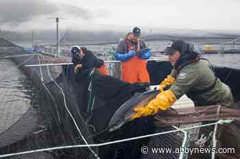 Fisheries Department to shut 15 salmon farms off B.C.’s coast to protect wild fish