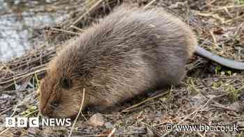 Otter kills young beavers released at Loch Lomond