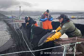 Fisheries Department to shut 15 salmon farms off B.C.’s coast to protect wild fish