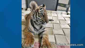 Tiger cub rescued in New Mexico finds new home in Colorado