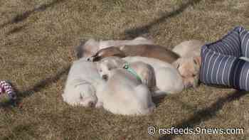 Nonprofit animal rescue faces crisis as intake increases