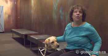 Cab driver fined, suspended after refusing service dog access in Calgary