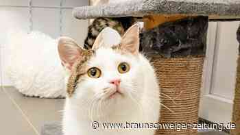 Salzgitters Straßenkater August hat in der Stadt viel erlebt