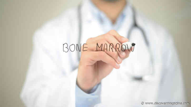 How Do Bone Marrow Donations Work?