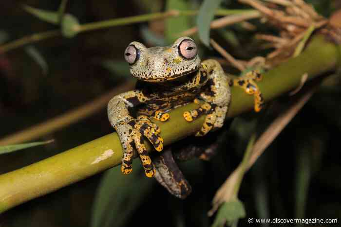 New Species of Frog Named After the Hobbit Author, J.R.R. Tolkien