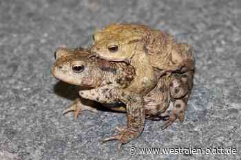 Bad Oeynhausen: Amphibien brauchen Hilfe beim Wandern