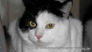 Tierheim Braunschweig: Dieser Kater ist ein echtes Fundtier