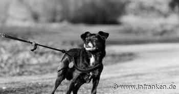 Bamberg: Hund wird vor Supermarkt entführt - Frau erlebt böse Überraschung