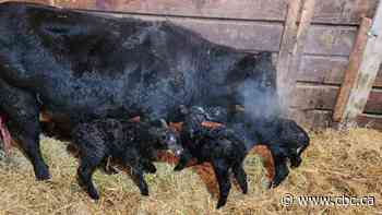 Triplet bull calves an udder surprise for southwestern Manitoba farmer
