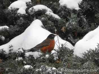 Montreal weather: Don't fire up the BBQ just yet