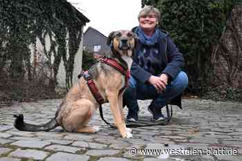 Paderborn: Hündin rettet Zeitungsboten