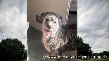 „Hundeoma“ Pauline sucht nach Todesfall ein neues Zuhause