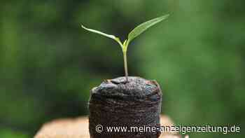 Vier Methoden, mit denen Gemüsesamen besser keimen