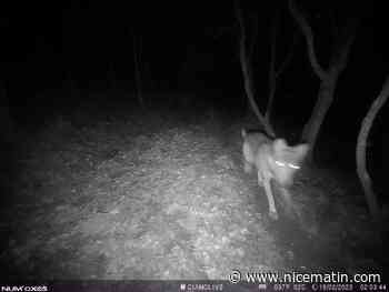 Chèvre dévorée dans le Var: l'agriculteur avait filmé deux loups en novembre dernier