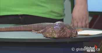 Calgary Wildlife Festival mixes education with exotic animal encounters