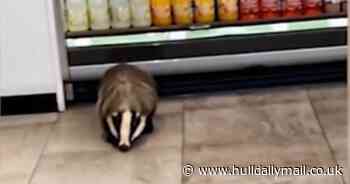 Woman 'chased by badger' in bizarre petrol station incident