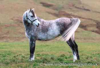 HAPPA’s Arabian horses are looking for the perfect home: Can you help?