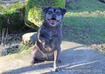 Dexter's hoping it will be third time lucky